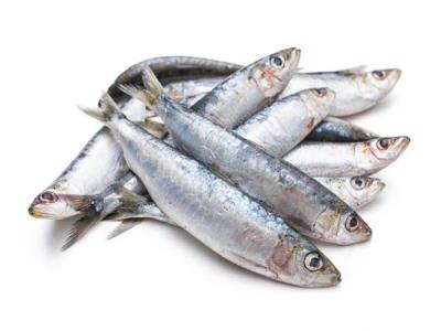 ضرورت توسعه صنایع فرآوری ساردین‌ماهیان؛ هشدار درباره فشار صید بر ذخایر آبزیان جنوب کشور