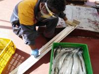 اجرای عملیات میدانی پروژه : بررسی صید و صیادی ماهی یال اسبی  سربزرگ  در آبهای استان هرمزگان