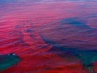 موفقیت پژوهشگران پژوهشکده اکولوژی خلیج فارس و دریای عمان در کنترل زیستی شکوفایی‌های مضر جلبکی